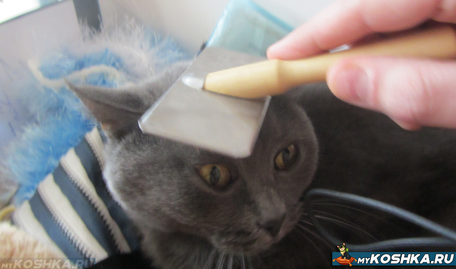 Уход за шерстью кошки