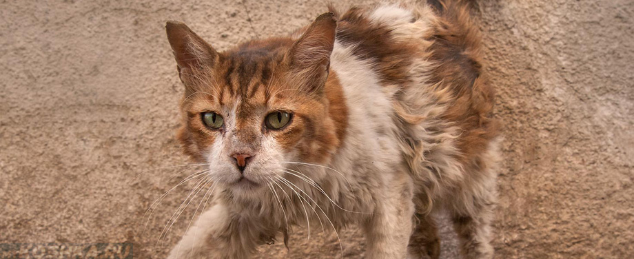 Уличный грязный кот