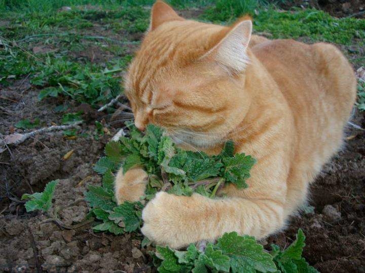 Кошка нюхает траву весной