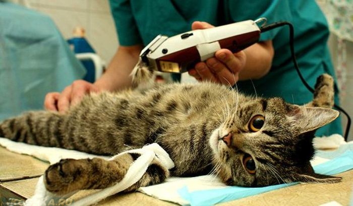 Коту выбривают на мошонке шерсть