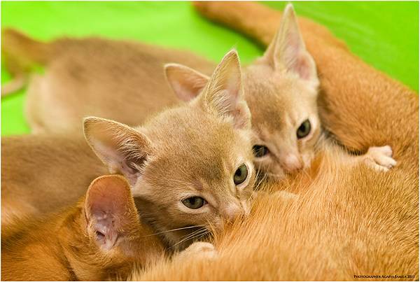 Котята с разных выводков у кошки