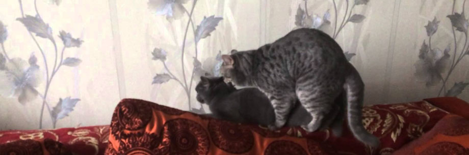 Вязка кота и кошки