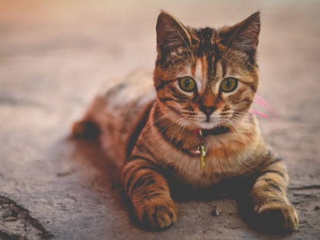 Котенок лежит на бетоне