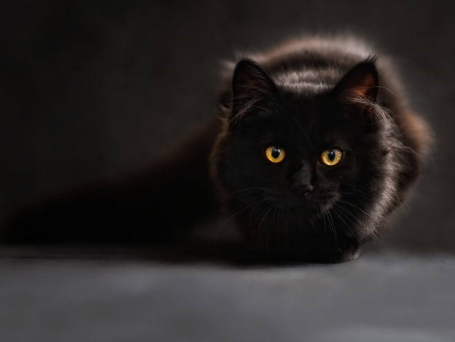 Кот затаился в темноте