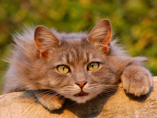 Кот лезет на забор