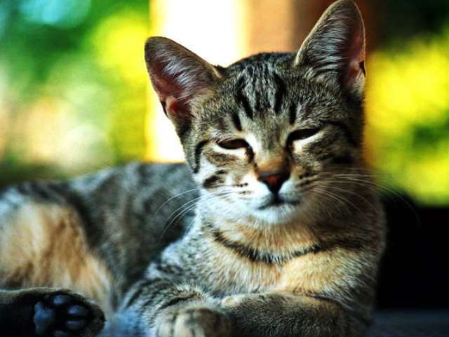Кот дремает