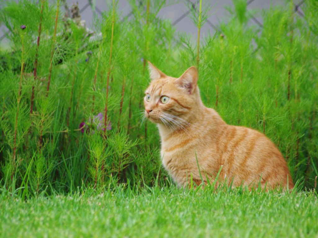 Кот гуляет