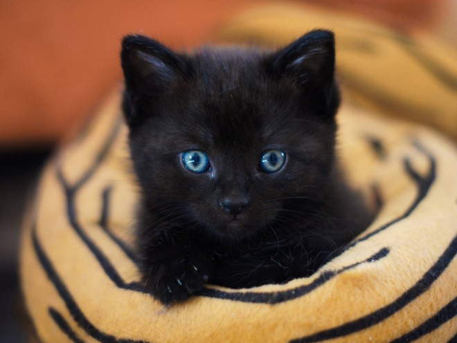 Котенок сидит на пледе