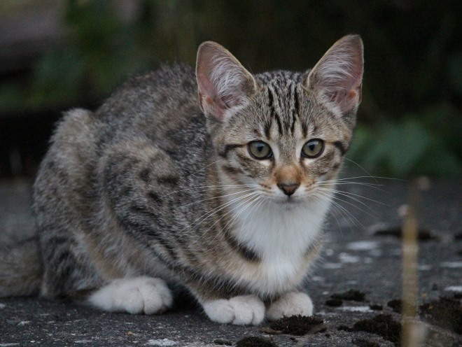 Кот гуляет на улице