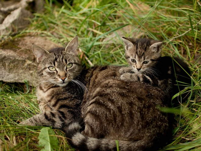 Котенок гуляет с мамой на улице