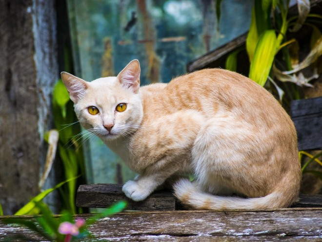 Кот сидит на деревянной лавке