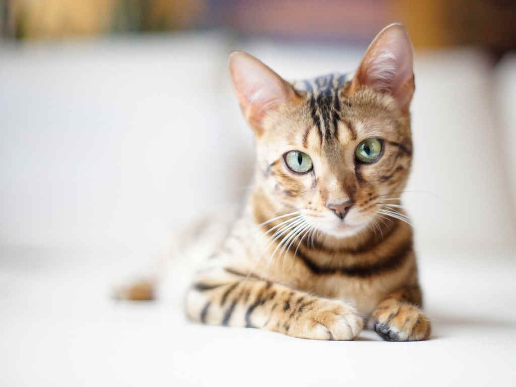 Кошка на отдыхе