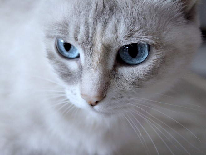 Голубоглазая кошка