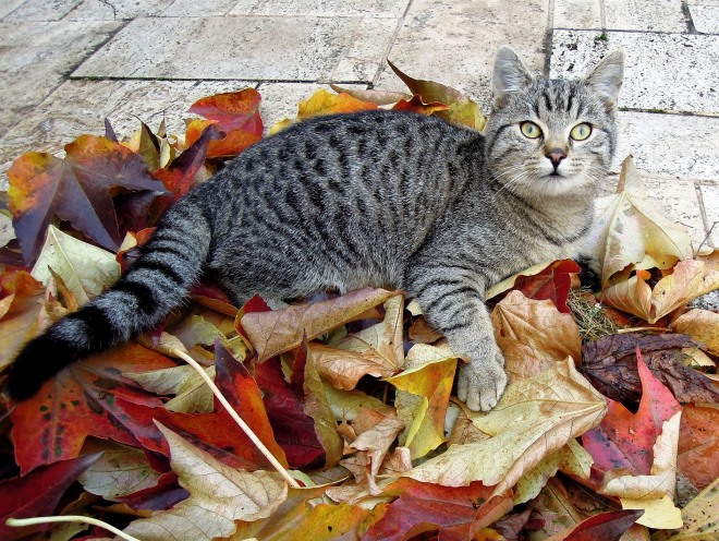 Кот улегся на улице