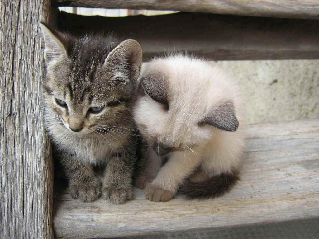 Котята на лестнице