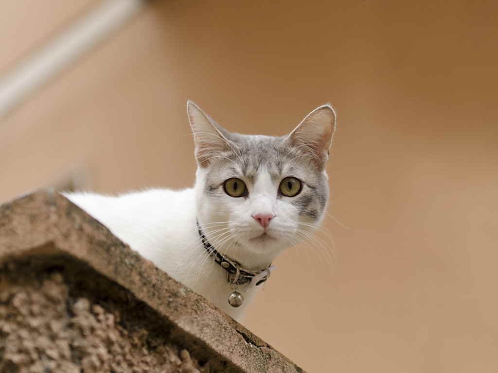 Кот смотрит