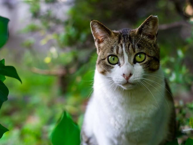 Кошка внимательно смотрит