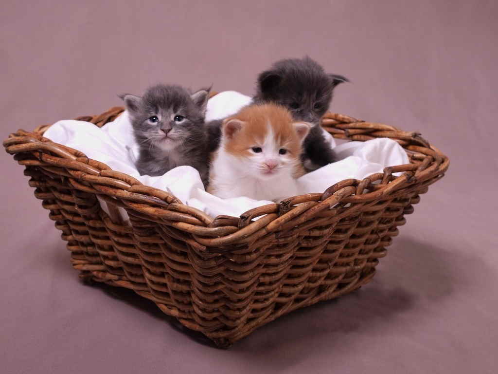 Новорожденные котята