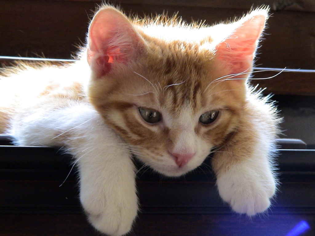 Котенок смотрит