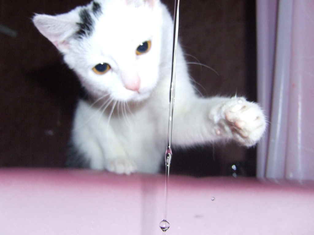 Кот играет