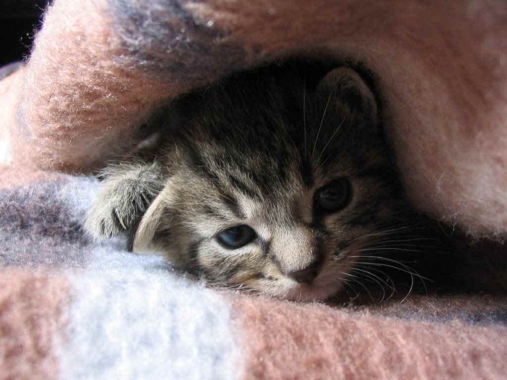 Котенок под одеялом