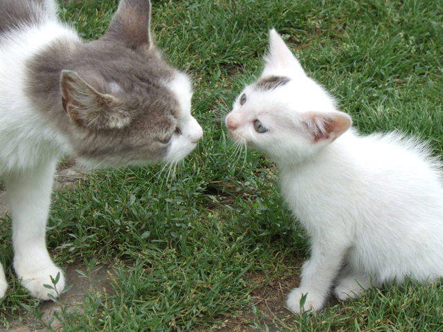 Котенок с мамой