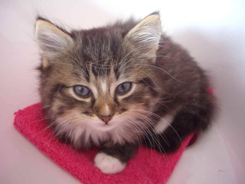 Котенок в ванне
