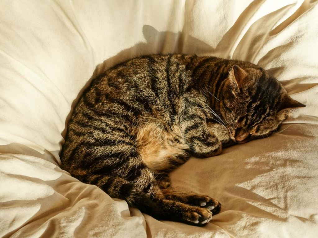 Кот спит
