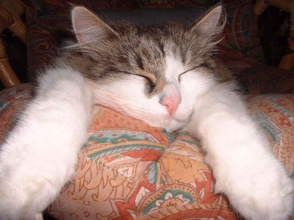 Котенок спит