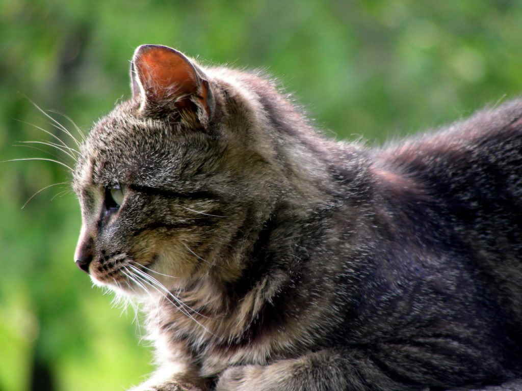 Кот смотрит