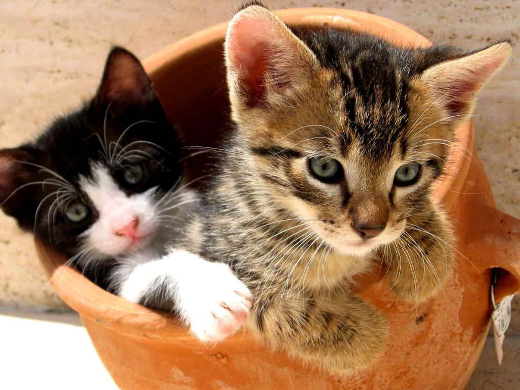 Котята играют