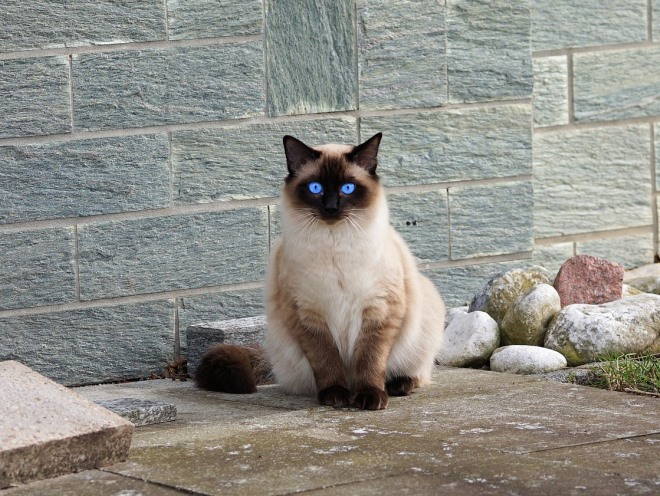 Кот сидит на уличной плитке