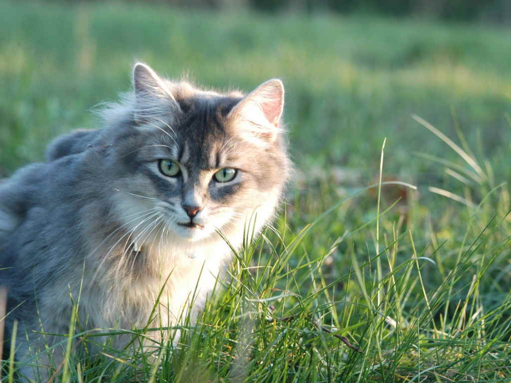 Кот в траве
