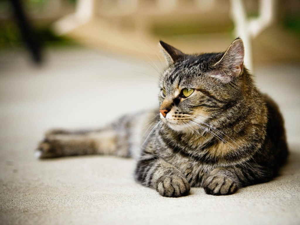 Кошка отдыхает