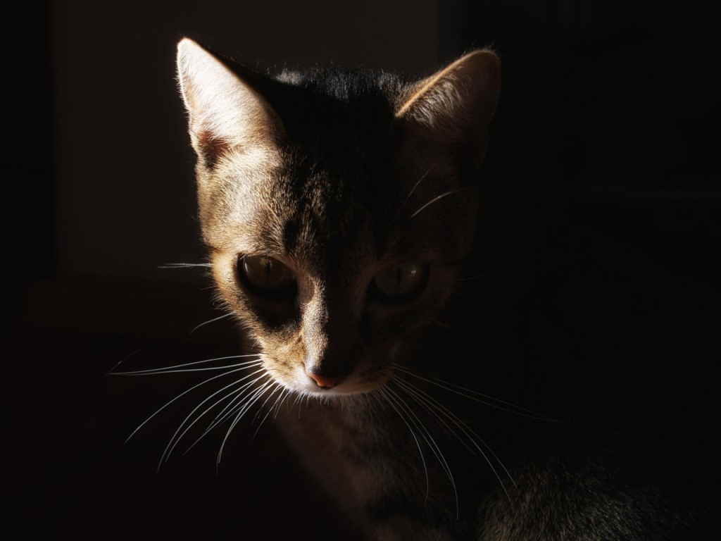 Котенок в темноте