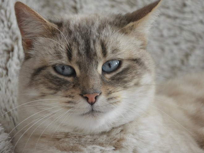 Уставший кот
