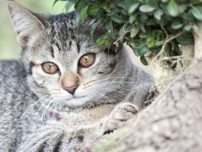 Кошка лежит под кустом