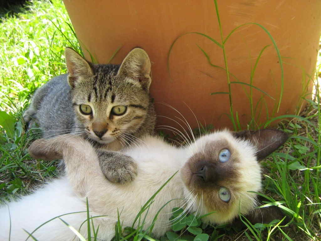 Котята играют