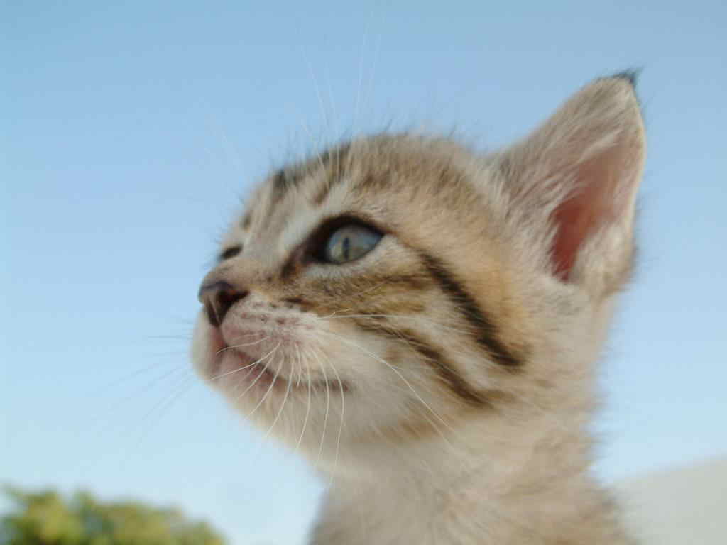 Котенок смотрит