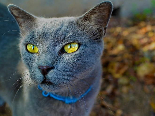 Кошка гуляет во дворе