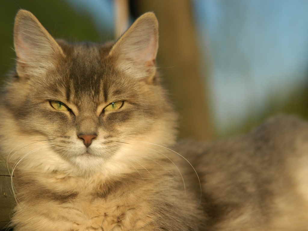 Кот смотрит