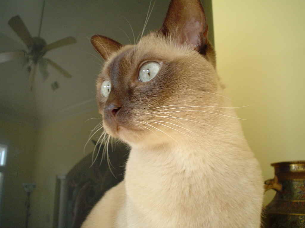 Кошка повернулась