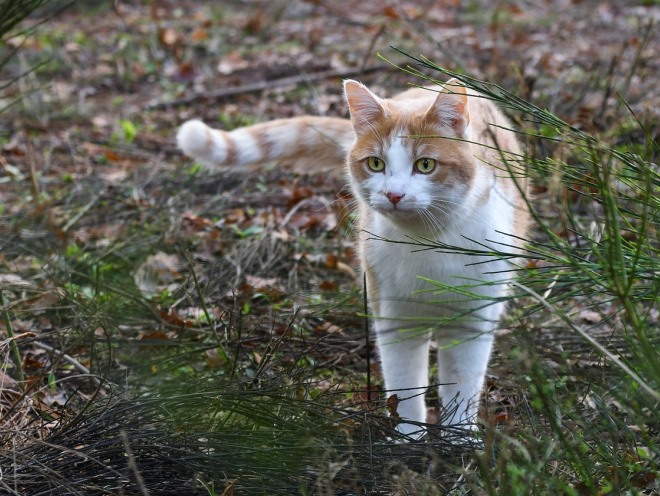Кот гуляет на природе