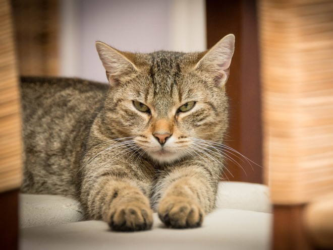 Кот лежит вытянув лапы