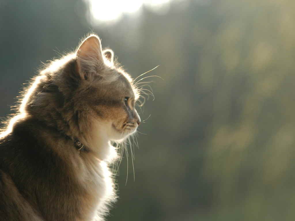 Кошка у окна