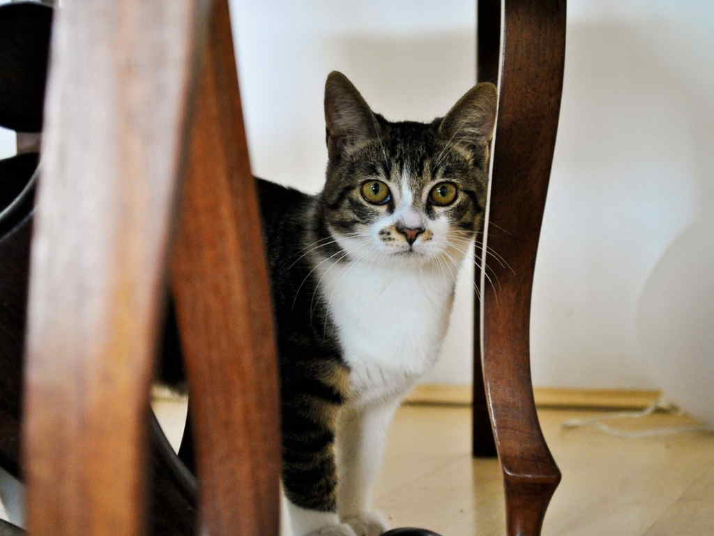 Кошка под стулом