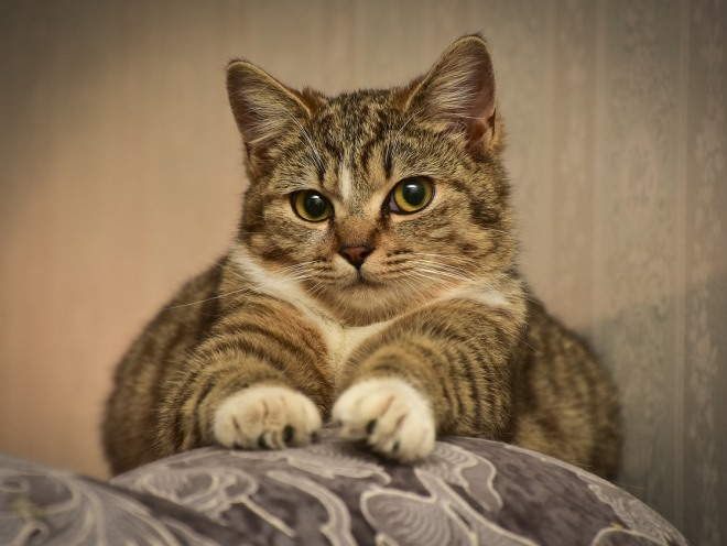 Кошка лежит на спинке дивана