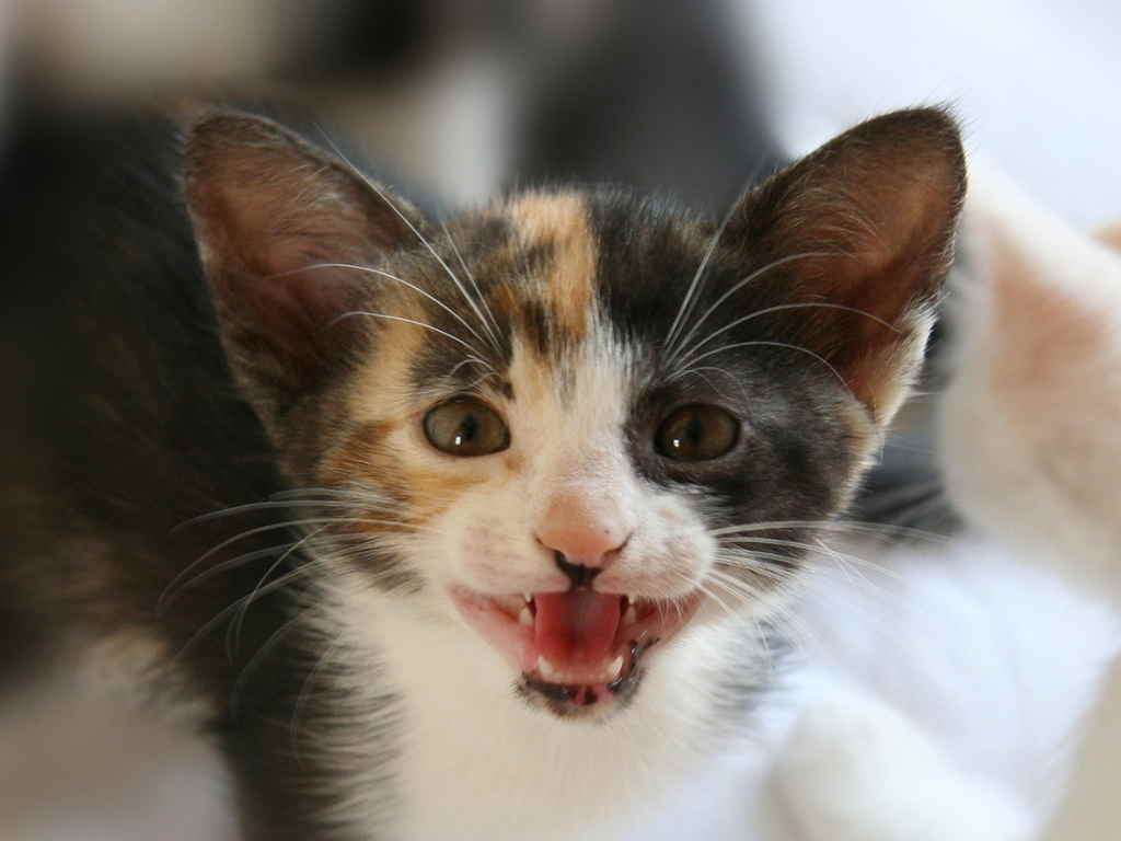 Котенок мяукает