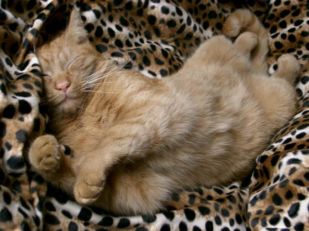 Кошка спит