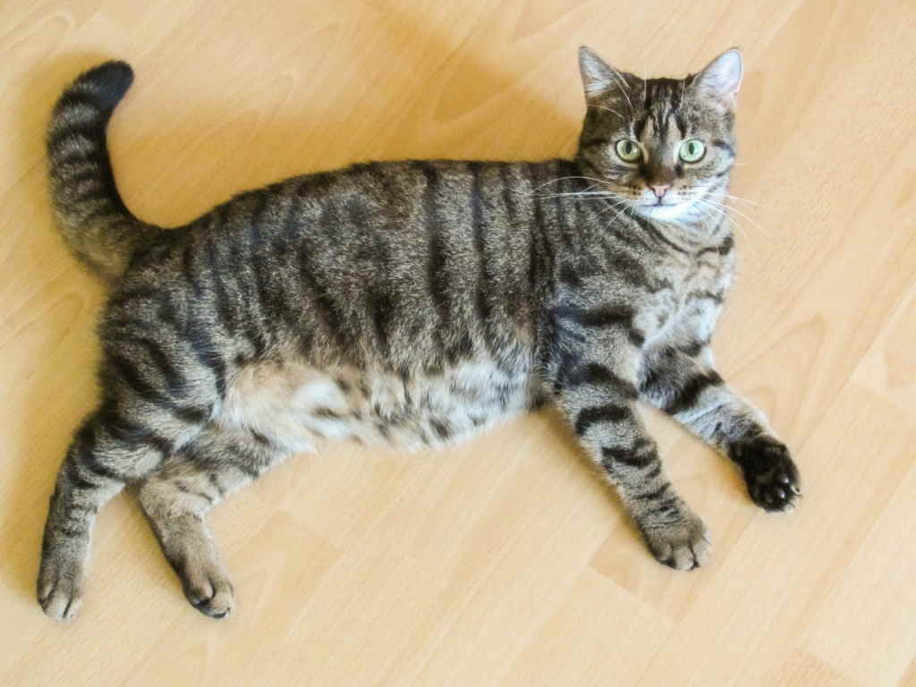 Кошка лежит